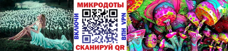 Галлюциногенные грибы Psilocybe Лабинск
